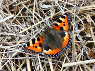 Картинка животные бабочки +мотыльки +моли бабочка