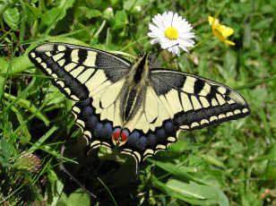 Картинка животные бабочки +мотыльки +моли бабочка