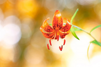 Картинка цветы лилии +лилейники боке лилия макро