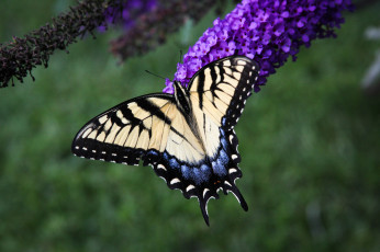 Картинка животные бабочки +мотыльки +моли бабочка