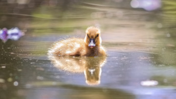 Картинка животные утки природа озеро утка