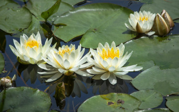 Картинка цветы лилии +лилейники водяная лилия кувшинки листья нимфея