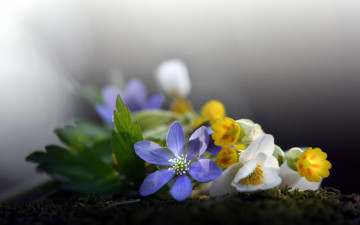 Картинка цветы разные+вместе макро фон