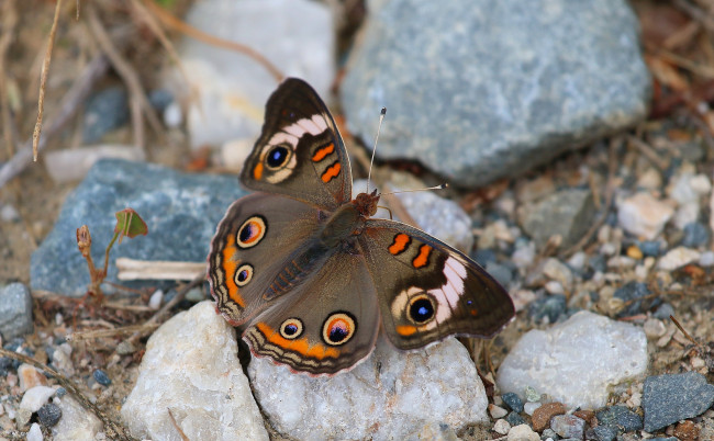 Обои картинки фото животные, бабочки,  мотыльки,  моли, бабочка