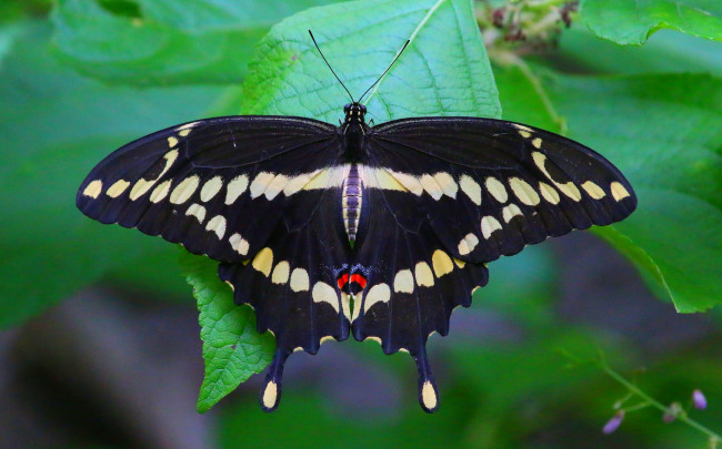 Обои картинки фото животные, бабочки,  мотыльки,  моли, бабочка