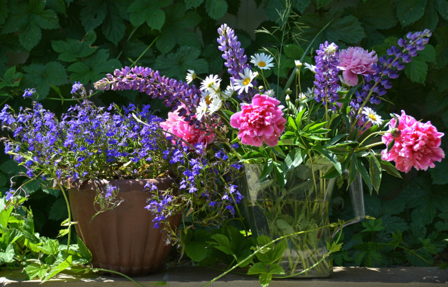 Обои картинки фото цветы, букеты,  композиции, люпин, лобелия, пионы, корзины, ромашки