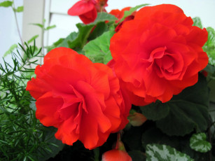 обоя цветы, бегония, алый