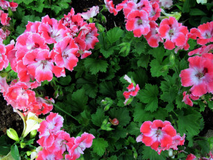 Картинка цветы герань пестрые