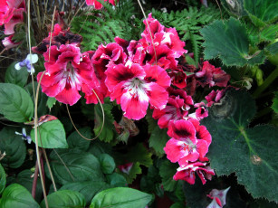 Картинка цветы герань розовый