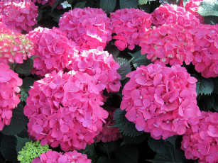 Картинка цветы гортензия розовый