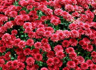 Картинка цветы хризантемы много