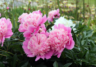 Картинка цветы пионы розовый