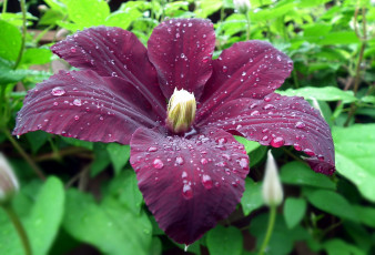 Картинка цветы клематис+ ломонос макро капли