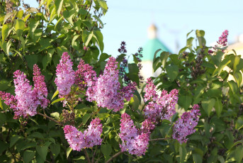 Картинка цветы сирень весна куст