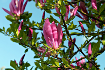 Картинка цветы магнолии куст бутоны розовый