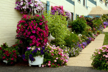 Картинка цветы петунии +калибрахоа разноцветные