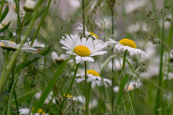 Картинка цветы ромашки луг лето трава