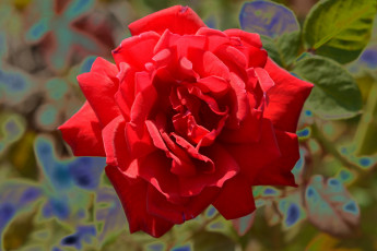 Картинка цветы розы алый