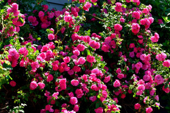 Картинка цветы розы много