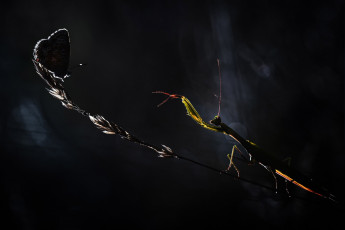 Картинка животные разные+вместе травинка насекомые бабочка ночь богомол