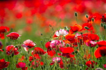 Картинка цветы маки лето луг