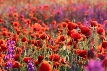 Картинка цветы маки луг лето