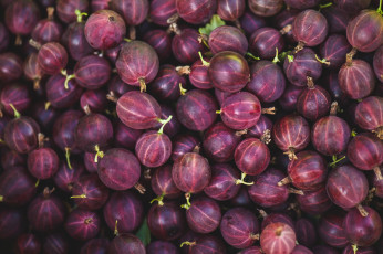 Картинка еда крыжовник ягоды макро