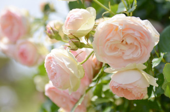 Картинка цветы розы макро нежность