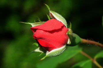 Картинка цветы розы бутон