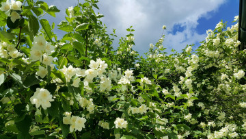 Картинка цветы жасмин куст весна белый