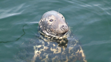 Картинка животные тюлени +морские+львы +морские+котики вода голова нерпа