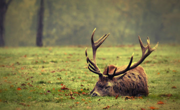 Картинка животные олени листья трава сон рога олень