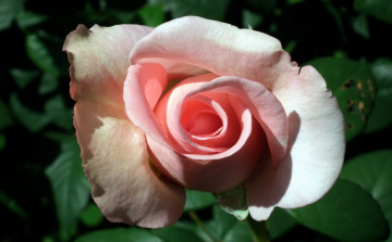 Картинка цветы розы бутон розовый