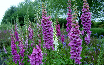 Картинка цветы дигиталис+ наперстянка