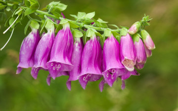 Картинка цветы дигиталис+ наперстянка розовый