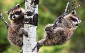 Картинка животные еноты ветки береза дерево пара