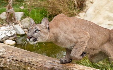 Картинка животные пумы камни бревно ручей хищник зверь кугуар пума