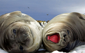 Картинка животные тюлени +морские+львы +морские+котики пингвины снег рев лежбище пара