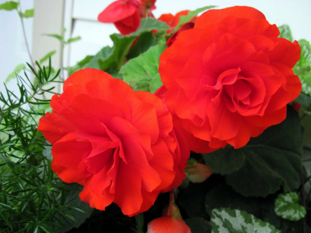 Обои картинки фото цветы, бегония, алый