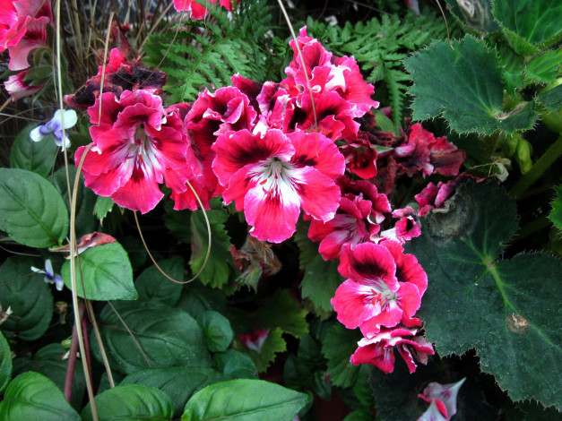 Обои картинки фото цветы, герань, розовый