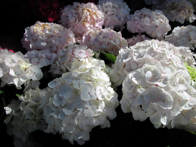 Обои картинки фото цветы, гортензия, белый