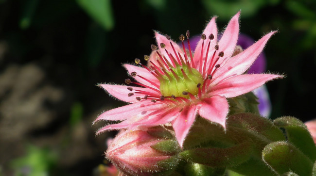 Обои картинки фото молодило, цветы