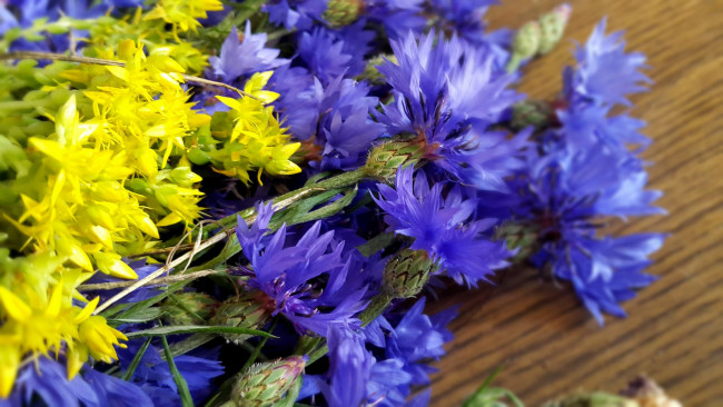 Обои картинки фото цветы, разные вместе, васильки