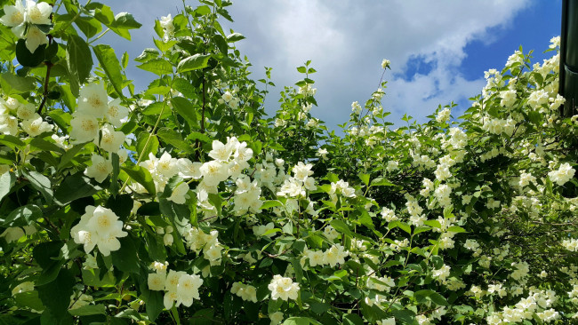 Обои картинки фото цветы, жасмин, куст, весна, белый