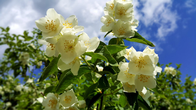 Обои картинки фото цветы, жасмин, макро