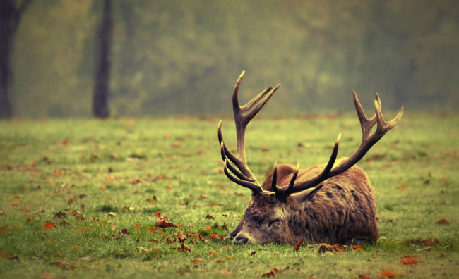 Обои картинки фото животные, олени, листья, трава, сон, рога, олень