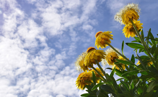 Обои картинки фото цветы, бессмертник, желтый, облака, небо