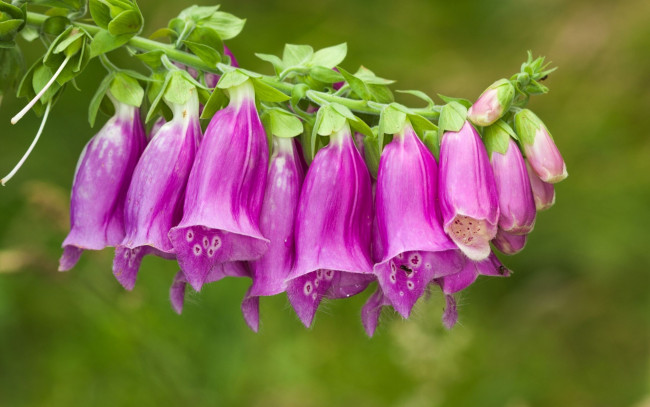 Обои картинки фото цветы, дигиталис , наперстянка, розовый