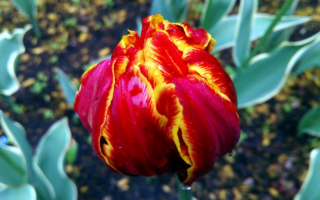 Обои картинки фото цветы, тюльпаны, бутон