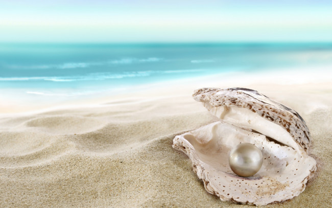 Обои картинки фото разное, ракушки,  кораллы,  декоративные и spa-камни, ракушка, жемчуг